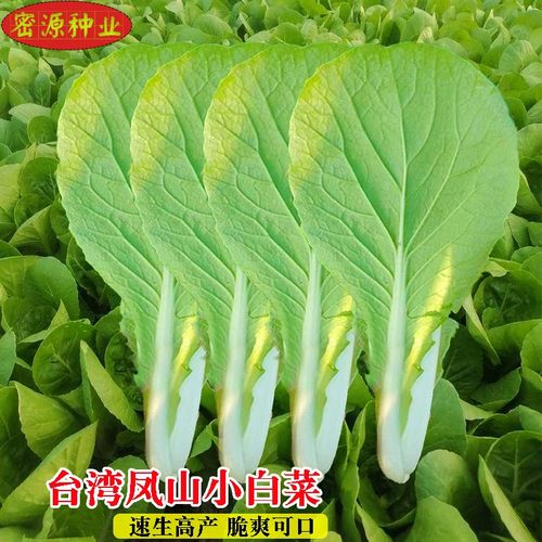 种子小白菜盈科四季四季