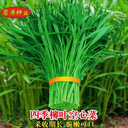 四季青梗柳叶空心菜种子蕹菜通菜蓊蓊菜种子农家大田盆栽蔬菜种籽