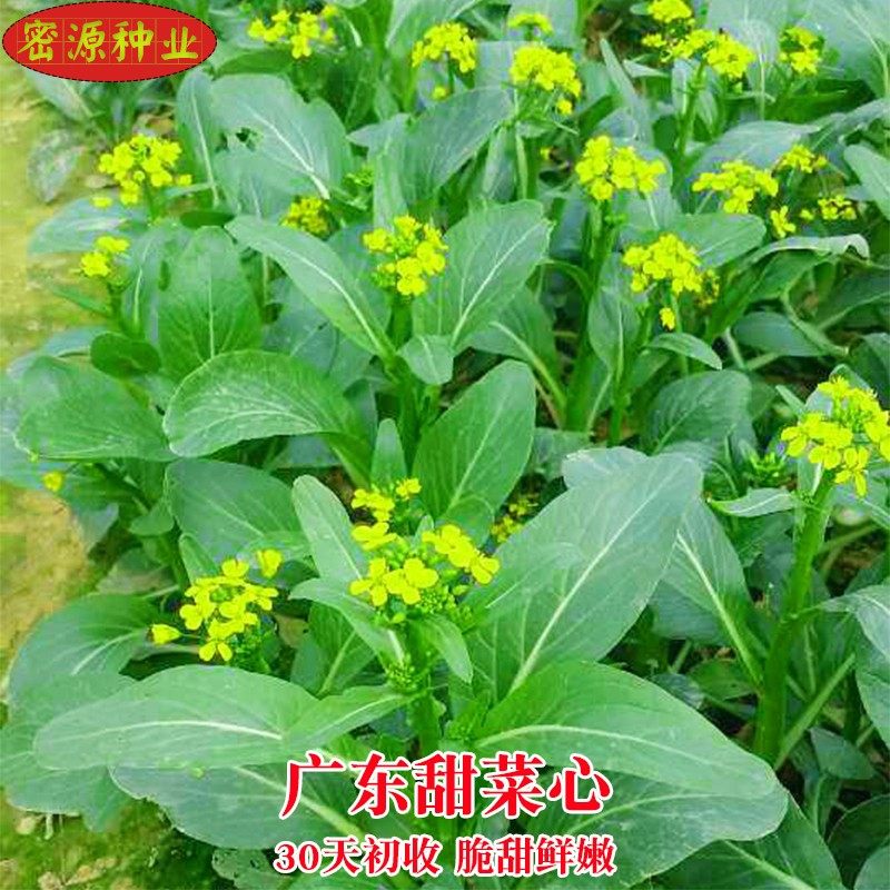 广东甜菜心种子脆甜油菜心种孑耐热速生四季农家田园庭院蔬菜菜籽