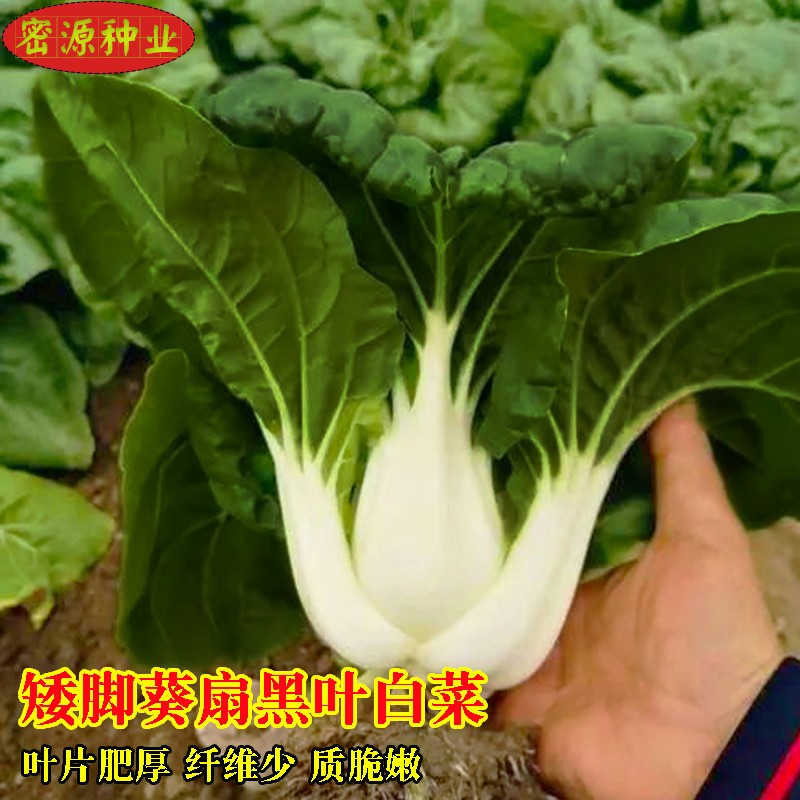矮脚葵扇黑叶白菜奶白菜种