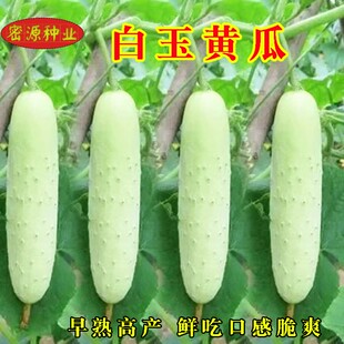 白玉黄瓜种子秧苗早熟春秋种植农家本地白皮老黄瓜农家蔬菜瓜果种