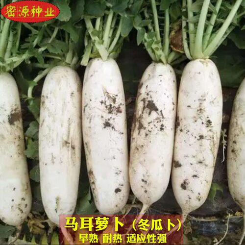 农家马耳冬瓜大田蔬菜种孑萝卜
