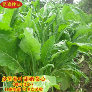 多芽卷叶甜嫩菜心种子柳叶菜心种籽四季易种植农家田园蔬菜菜种孑