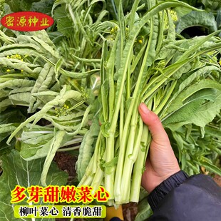 柳叶菜心种子桂林特色菜心菜花种子多笋卷叶甜嫩菜心秋季蔬菜种籽