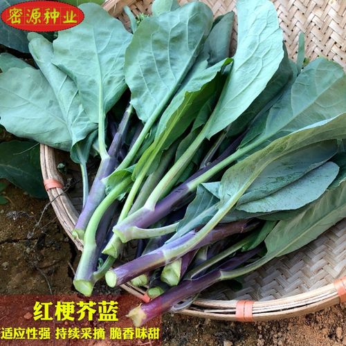 农家芥兰春季田园盆栽蔬菜种子