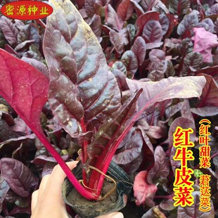 红牛皮菜种籽红叶甜菜莙荙菜紫叶红叶耐寒阳台盆栽四季播蔬菜种子