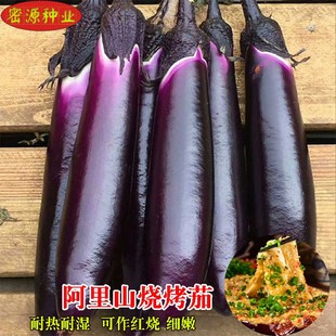 阿里山烧烤茄子种子春季 阳台蔬菜种孑 播紫红长茄种籽菜园吊菜秋季