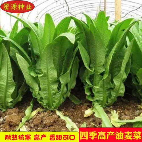 四季油麦菜种子农家耐寒蔬菜
