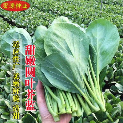 甜嫩四季圆叶芥蓝种子广东