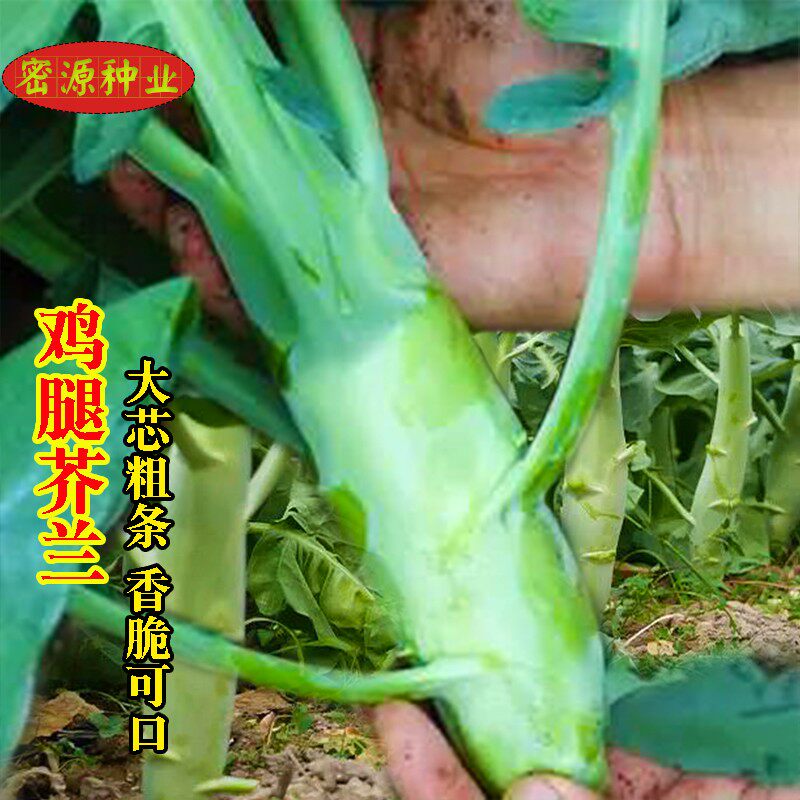 鸡腿芥兰甜脆鸡腿芥蓝种子甜脆籽芥蓝广东春秋菜籽大菜秋季蔬菜种