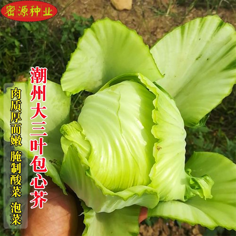 潮州大菜11号大肉包心芥种子客家芥菜籽耐寒抗热农家田园蔬菜种孑