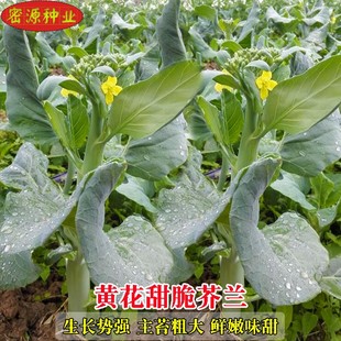 黄花甜脆芥兰菜种子油嫩黄花迟芥蓝种籽芥蓝菜大田农家盆栽秋冬季
