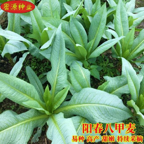 八甲唛甜麦菜种子广东油麦菜种籽