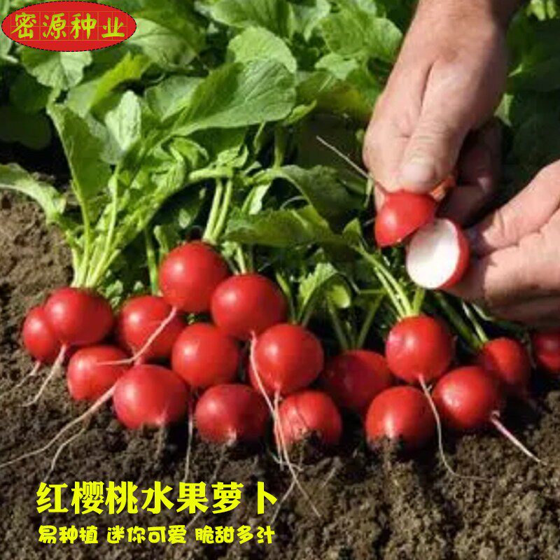 樱桃萝卜种子迷你水果红萝卜种籽阳台田园四季可种植盆栽蔬菜种子