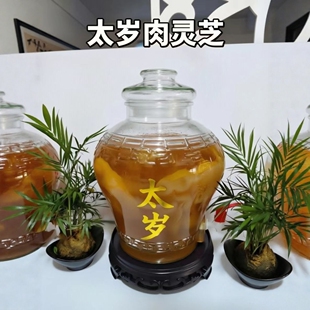 活体太岁天然肉灵芝肉太岁现切保真包养活滋补泡水喝指导好培养活