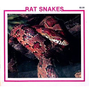 蛇类探索库原版书英语科普鼠蛇TheSnakeDiscoveryLibrary适读儿童美国知名儿童科普作家谢丽巴格和琳达约翰逊创作真实生态摄影图