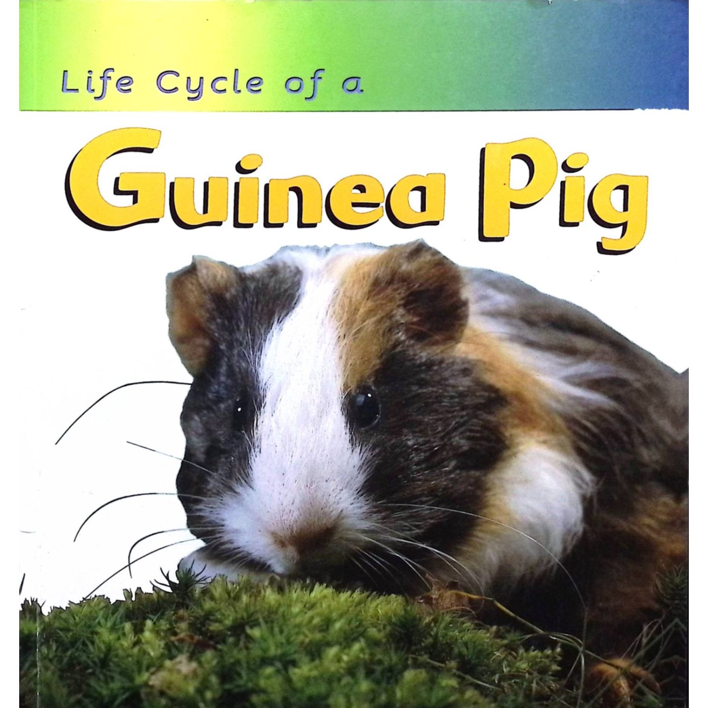 英文原版图书豚鼠生命周期绘本