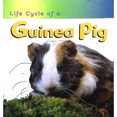 英文原版图书豚鼠生命周期绘本