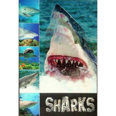 英文原版图书鲨鱼科普绘本