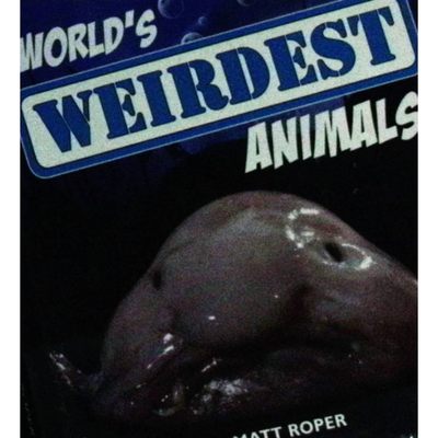 英文原版图书奇特动物绘本