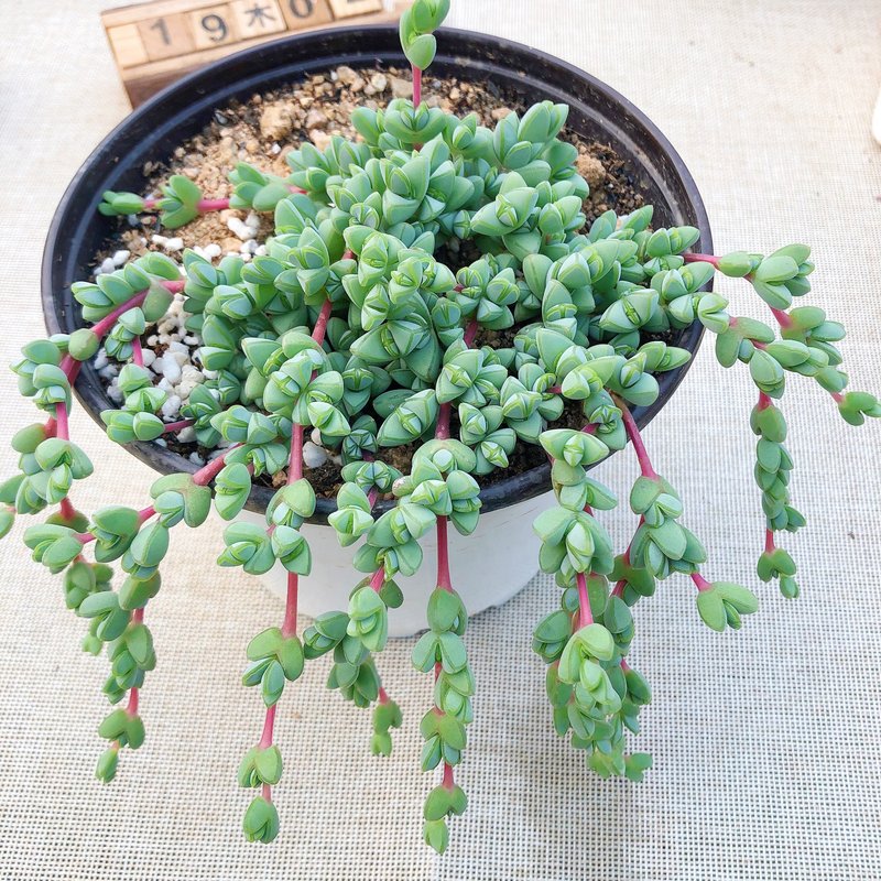 碧鱼莲多肉植物素材模板 碧鱼莲多肉植物图片下载 小麦优选