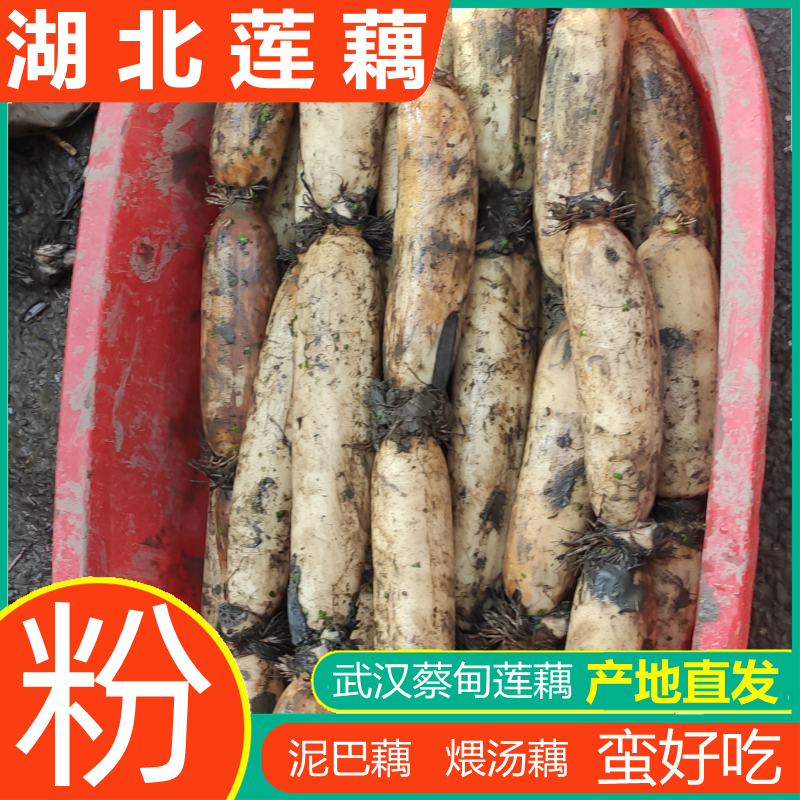 湖北九孔粉藕莲藕5斤武汉蔡甸特产煲汤清水糯米藕片洪湖新鲜现挖