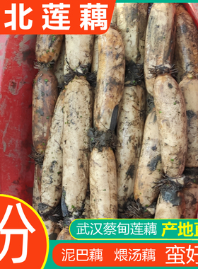 湖北蔡甸九孔粉藕莲藕武汉正宗蔡甸特产煲汤清水糯米藕片新鲜现挖