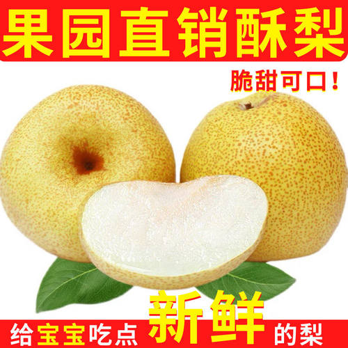 精品雪梨砀山梨价格 精品雪梨砀山梨图片 星期三