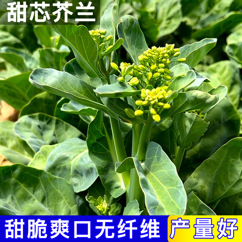 白花甜芯芥兰种子四季