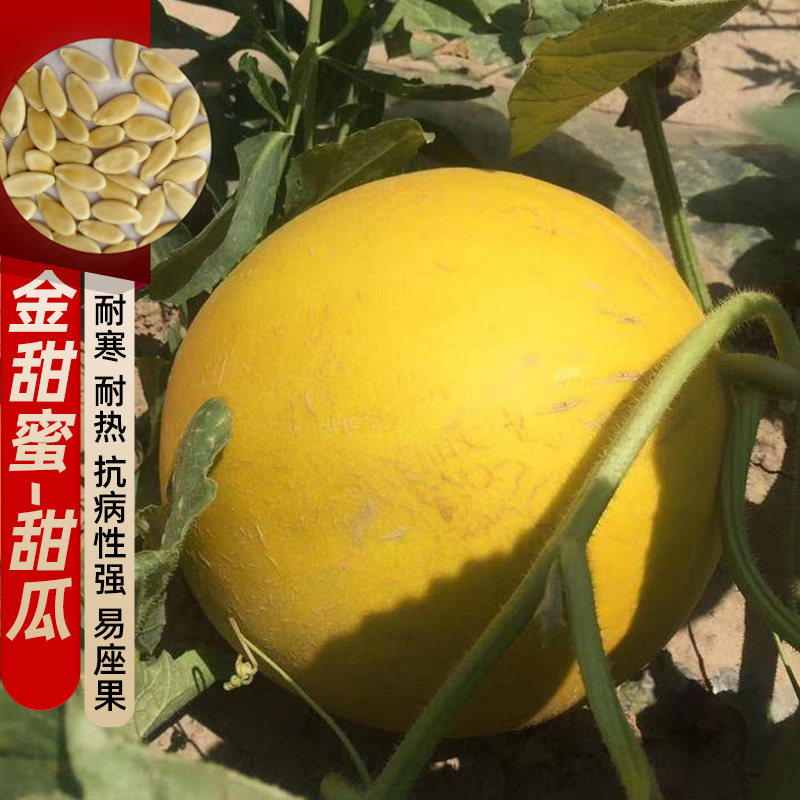 黄皮甜瓜种子金甜蜜四季播白肉早熟高糖高产甜瓜种籽农田盆栽种孑