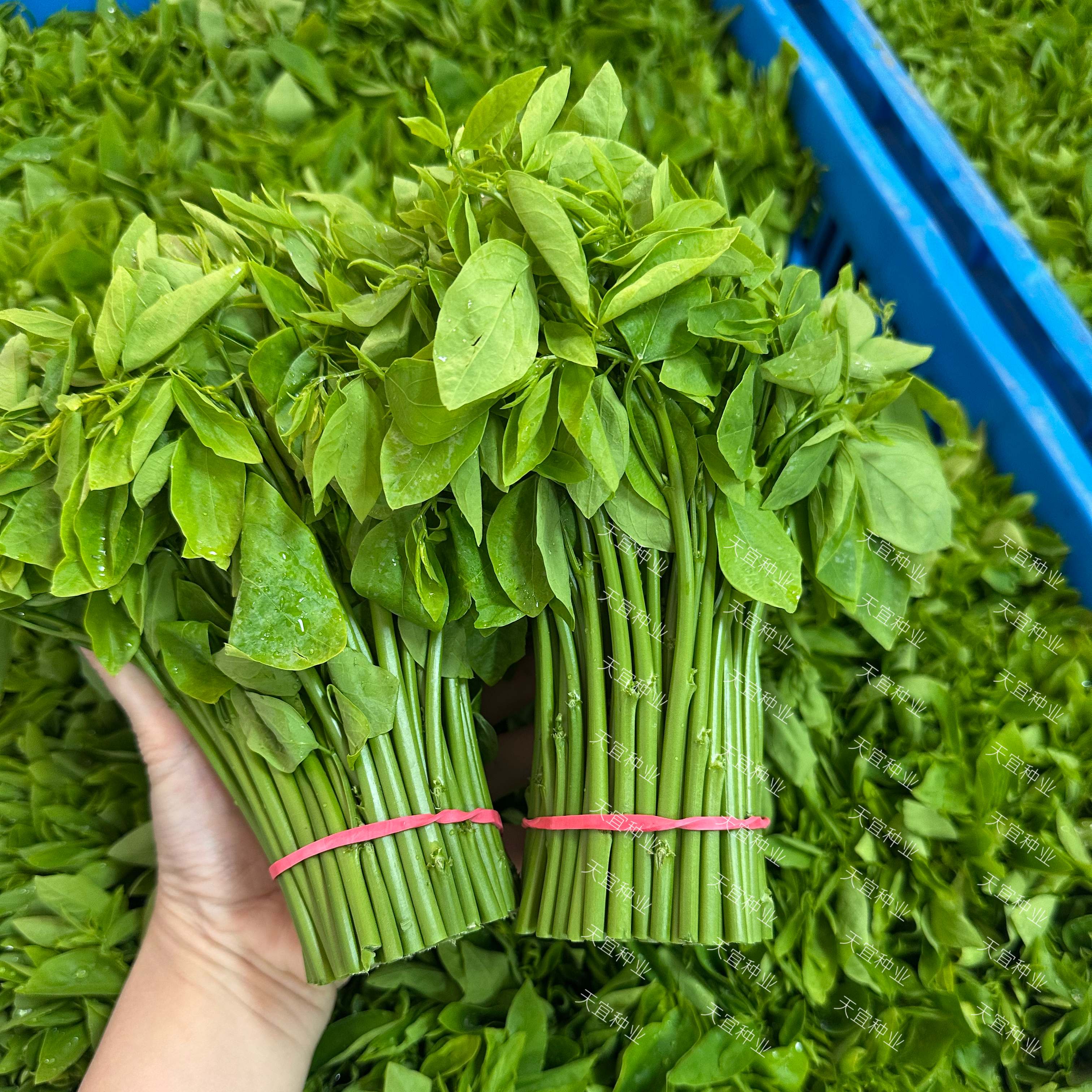 【广东网红树仔菜】正宗新鲜天绿香野菜脆嫩爽高档酒店私房特色菜