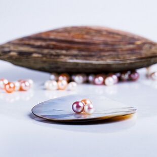 【爱迪生蚌】珍珠天然淡水珠宝鲜活特大单珠淡水河蚌直播开蚌