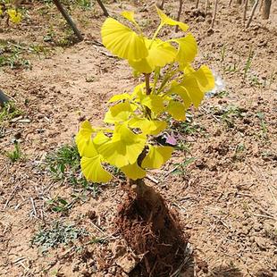 金葉銀杏小樁樹苗盆栽花卉植物盆景微型活苗室內(nèi)老樁庭院觀葉綠植