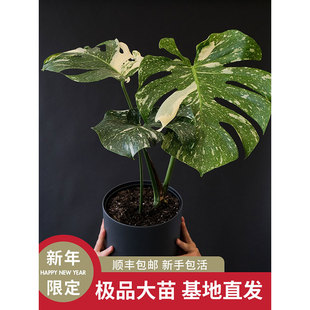 自然士多 白锦龟背竹大苗 日本室内绿植稀有仙洞阴阳花叶洒金切段