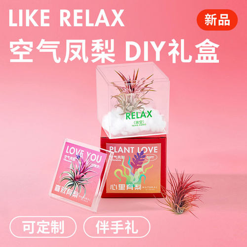 空气凤梨摆件植物精灵伴手礼盒