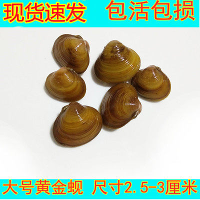 淡水贝价格 淡水贝图片 星期三