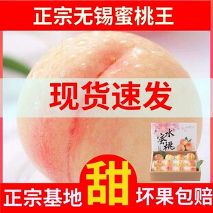 纯甜桃正宗无锡阳市水蜜桃礼盒装甜桃子新鲜水果现摘现发白凤湖景