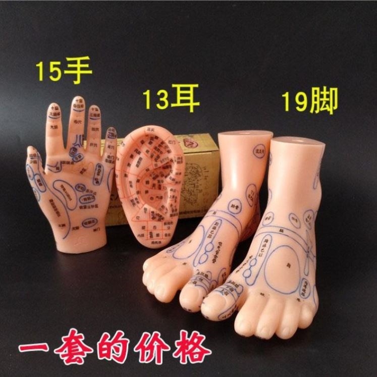 脚模型人体部位穴位模型耳部耳朵手部手掌手背脚足部