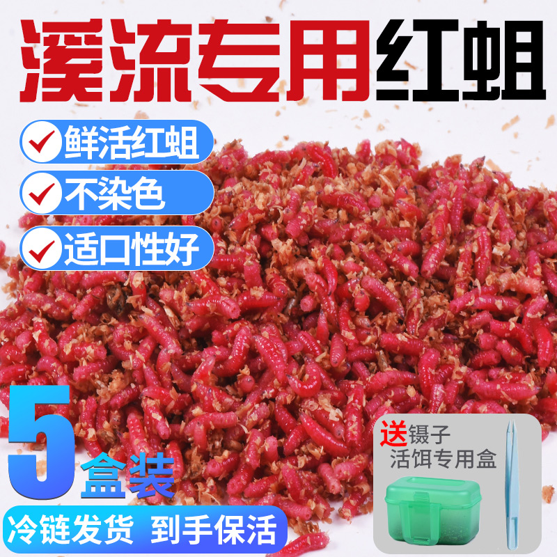 鲜活红蛆溪流钓野钓活饵苍蝇幼虫