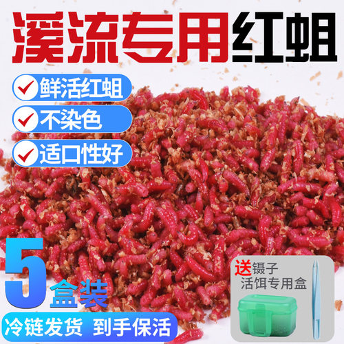 鲜活红蛆溪流钓野钓活饵苍蝇幼虫