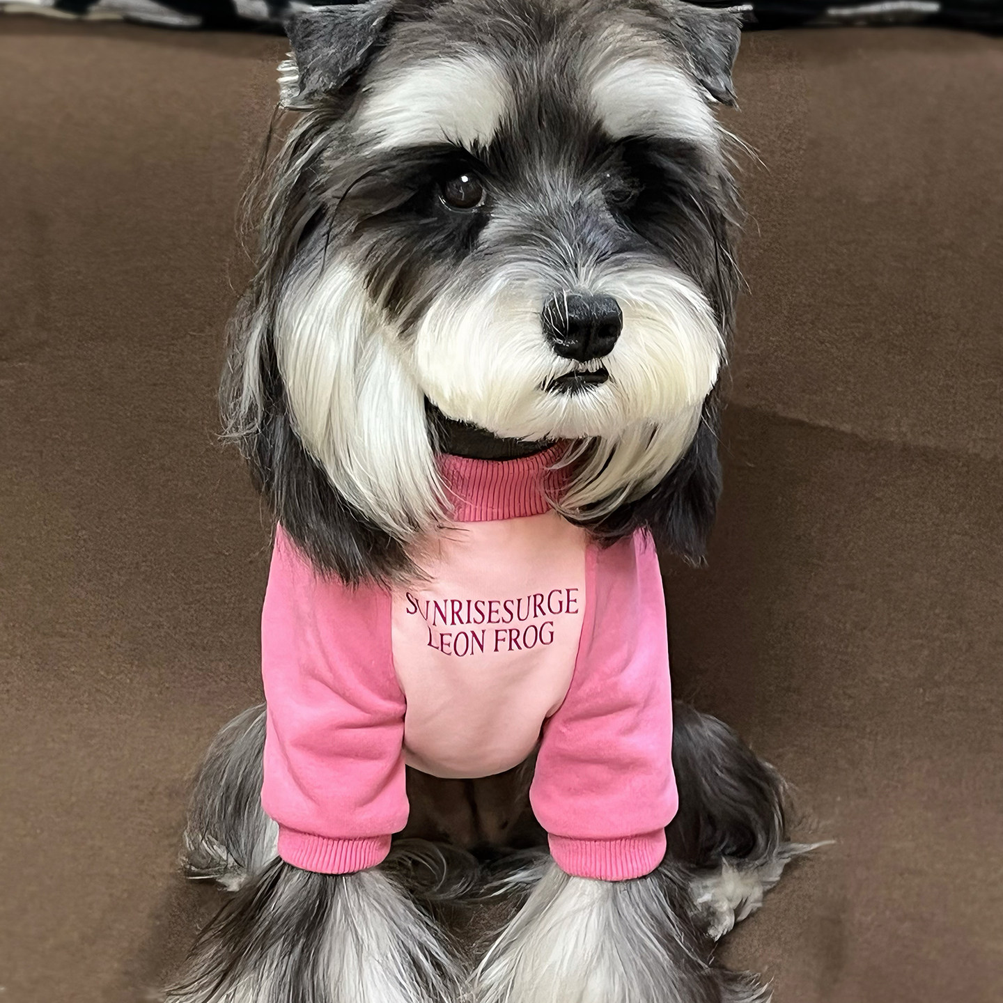 狗狗衣服春夏季宠物小狗中小型犬泰迪比熊雪纳瑞边牧秋冬大狗衣