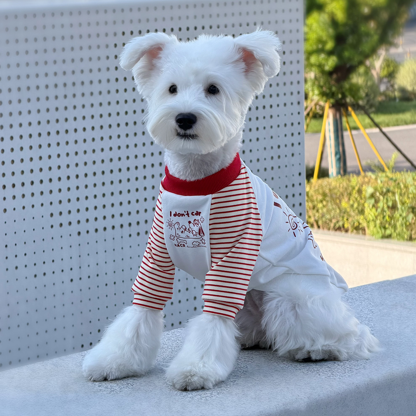 狗狗衣服新款拼色条纹袖卫衣