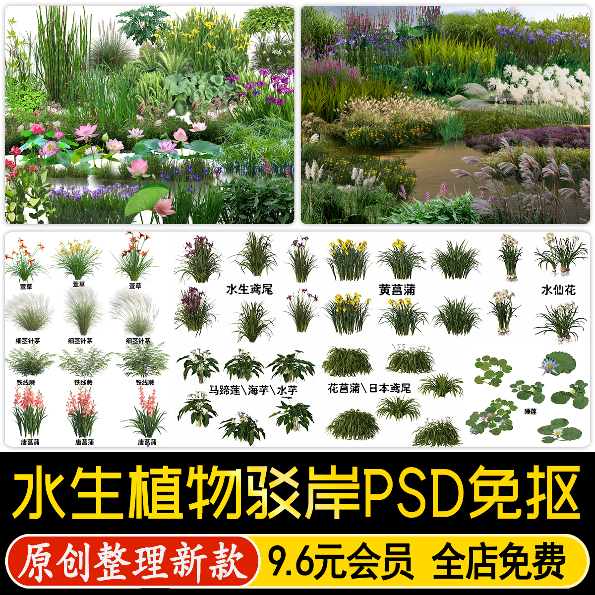 湿地公园水生植物石头驳岸芦苇滨水景观PS效果图后期psd免抠素材