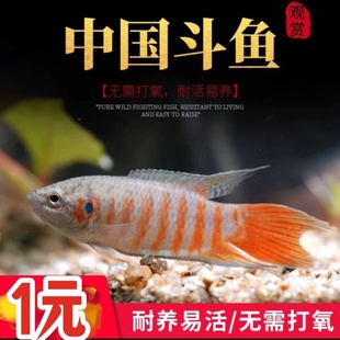 中国斗鱼活体活鱼冷水淡水观赏鱼好养耐养金鱼小型原生菩萨鱼鱼苗