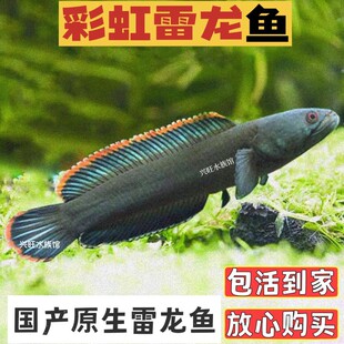 南鳢彩虹雷龙鱼观赏鱼冷水鱼龙鱼凶猛七彩雷龙淡水彩虹雷龙鱼 包邮