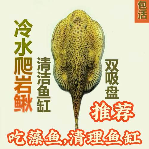 双吸盘爬岩鳅鱼清道夫除藻鱼吸鳅