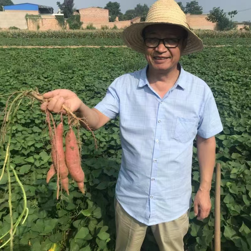 陕西临潼板栗红薯粉糯甘甜干面地番薯