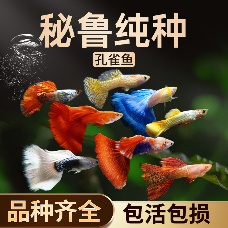 晶澈热带观赏鱼淡水小型孔雀鱼