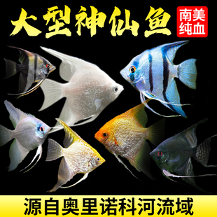 神仙鱼燕鱼苗观赏鱼热带秘鲁活鱼小型淡水好养宠物燕子鱼七彩神仙