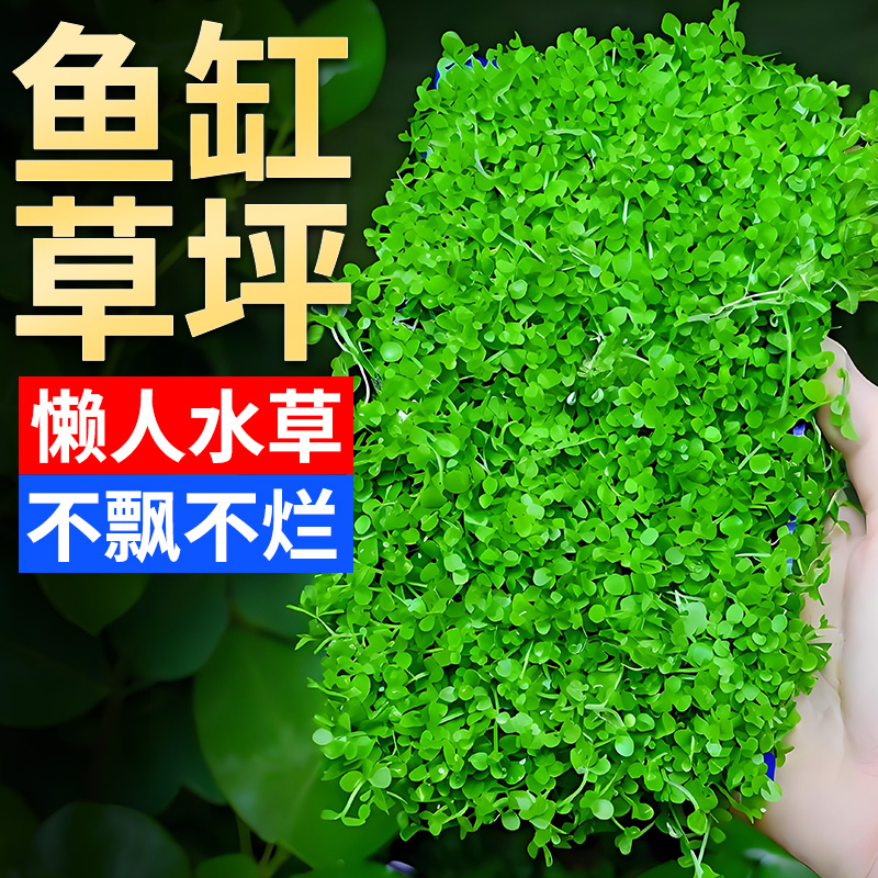 【爆款热卖】速铺成景新手好养